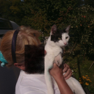 Ryan der Soldatenkater 4.jpg