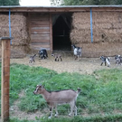 Bilder-Tour durch den Nachtzoo