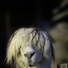 normal_26082011zooffaktivnews_040.jpg