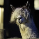 normal_26082011zooffaktivnews_042.jpg