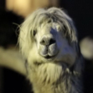 normal_26082011zooffaktivnews_047.jpg