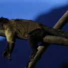 normal_26082011zooffaktivnews_076.jpg