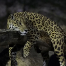 normal_26082011zooffaktivnews_087.jpg