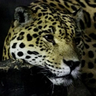 normal_26082011zooffaktivnews_095.jpg