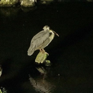 normal_26082011zooffaktivnews_126.jpg