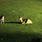 normal_26082011zooffaktivnews_142.jpg