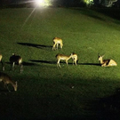 normal_26082011zooffaktivnews_143.jpg