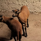 normal_26082011zooffaktivnews_148.jpg