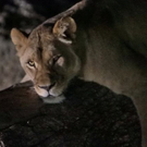 normal_26082011zooffaktivnews_160.jpg