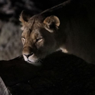 normal_26082011zooffaktivnews_163.jpg