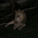 normal_26082011zooffaktivnews_200.jpg