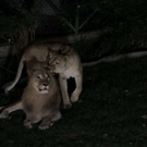 normal_26082011zooffaktivnews_204.jpg