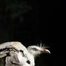normal_26082011zooffaktivnews_268.jpg