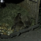 normal_26082011zooffaktivnews_271.jpg