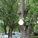 normal_27082011vust2103ffaktivnews_05.jpg