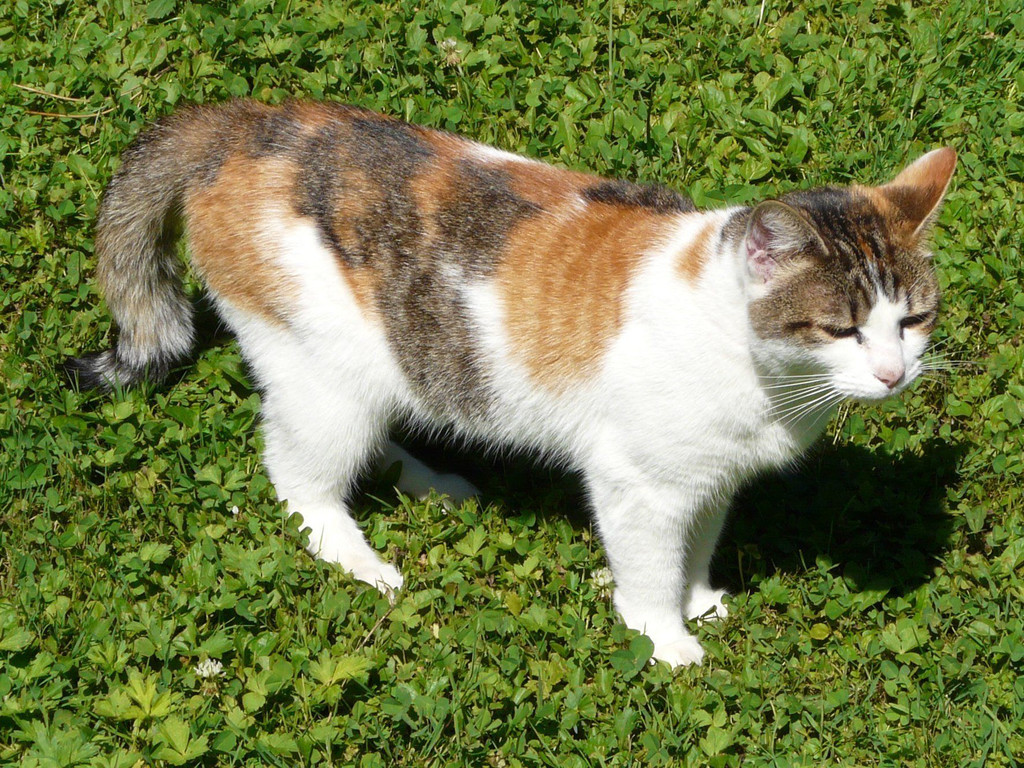cat_1.jpg