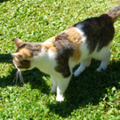 cat_2.jpg