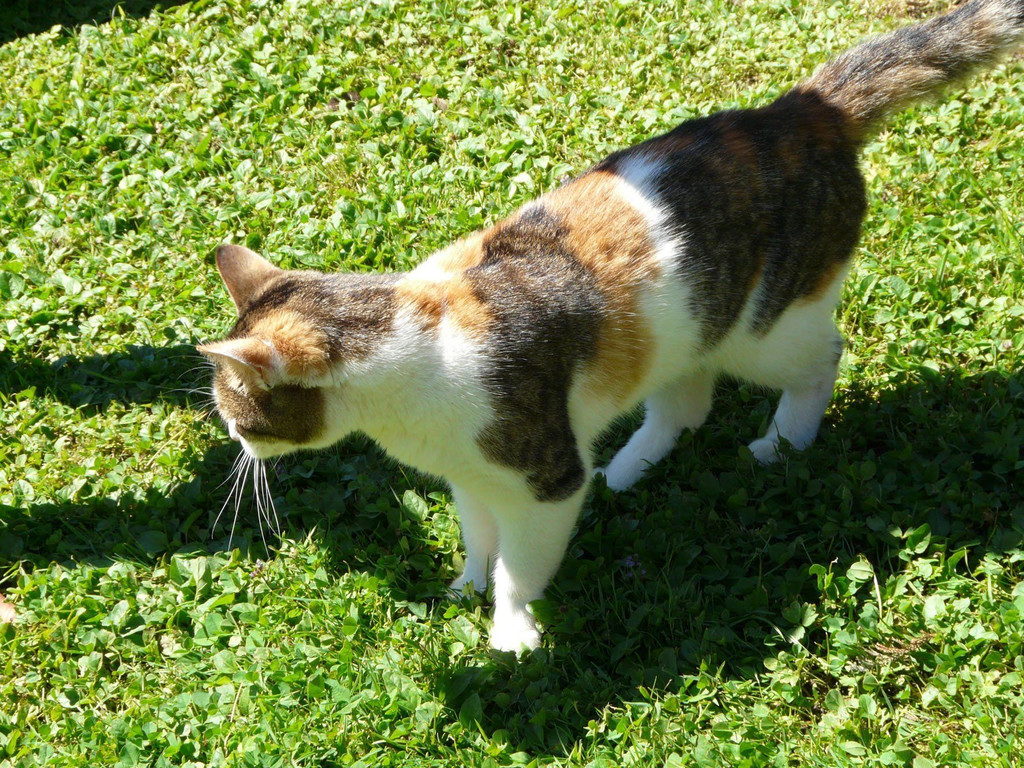 cat_2.jpg