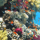 Ras Mohammed 14_1__08_2009 42.JPG