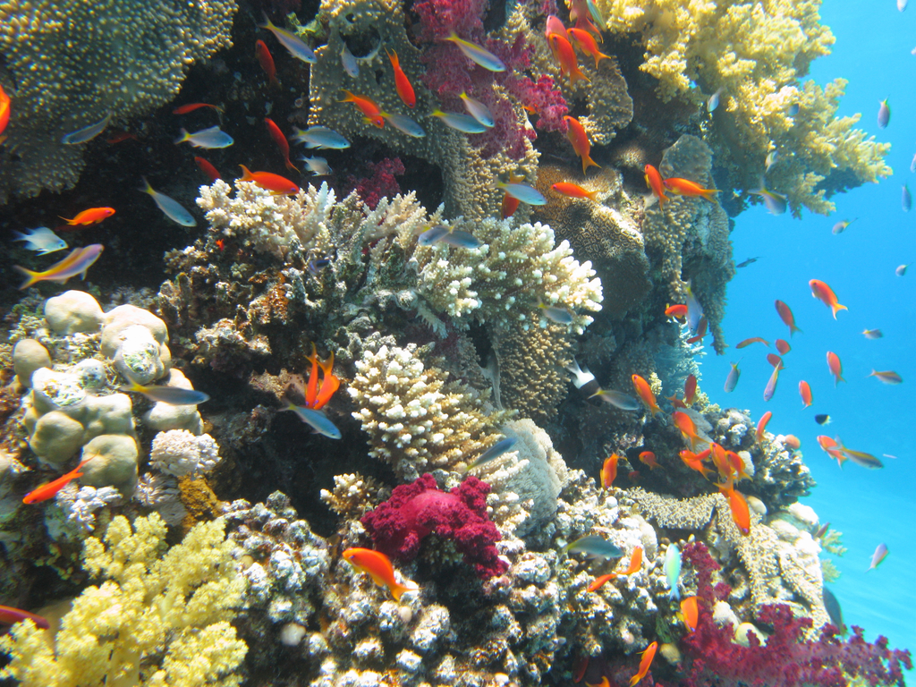 Ras Mohammed 14_1__08_2009 42.JPG