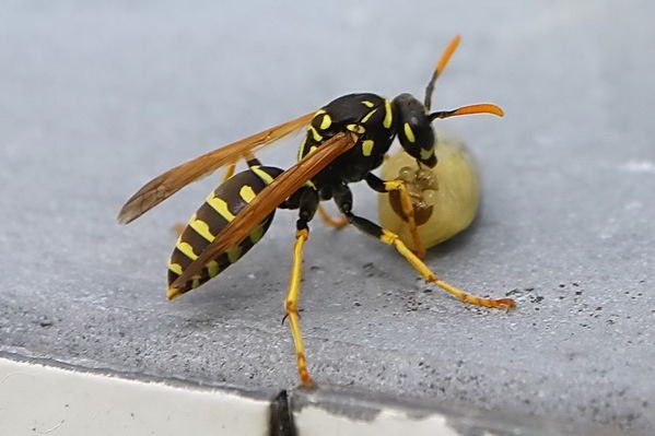 normal_29082011fmt_wespe_ta_001.jpg
