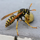 normal_29082011fmt_wespe_ta_001.jpg
