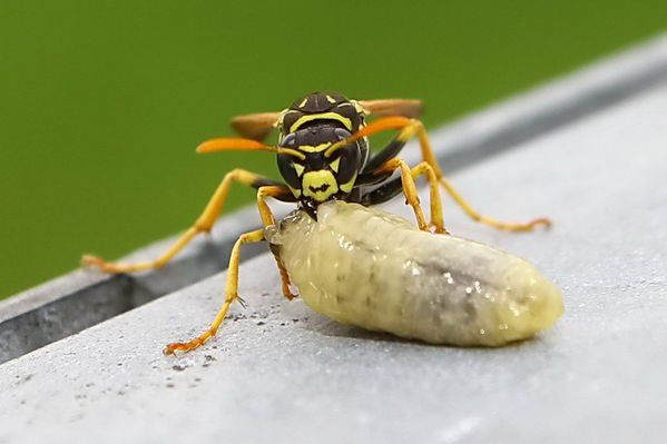 normal_29082011fmt_wespe_ta_002.jpg