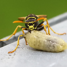 normal_29082011fmt_wespe_ta_002.jpg