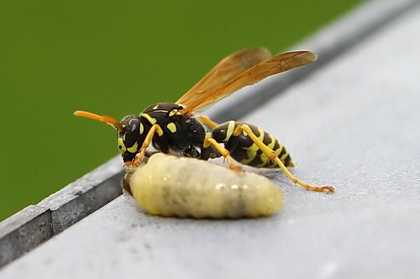normal_29082011fmt_wespe_ta_003.jpg
