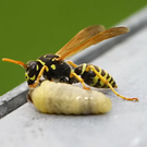 normal_29082011fmt_wespe_ta_003.jpg