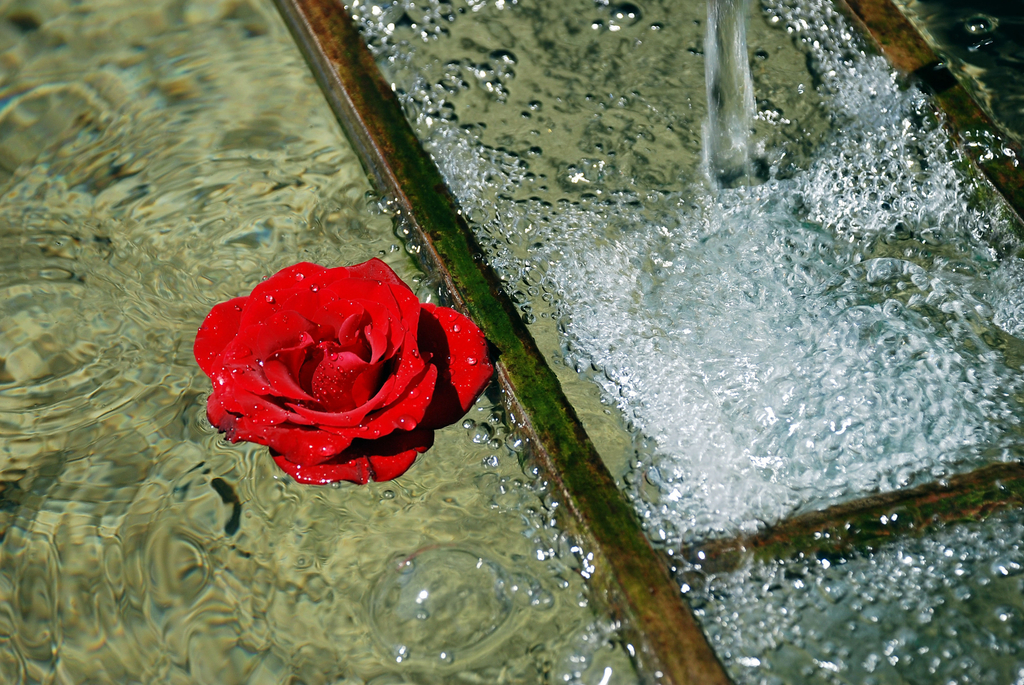 schwarzenb_ 10_jpg-1314701233