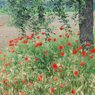 DSC_0070_jpg-1314700840