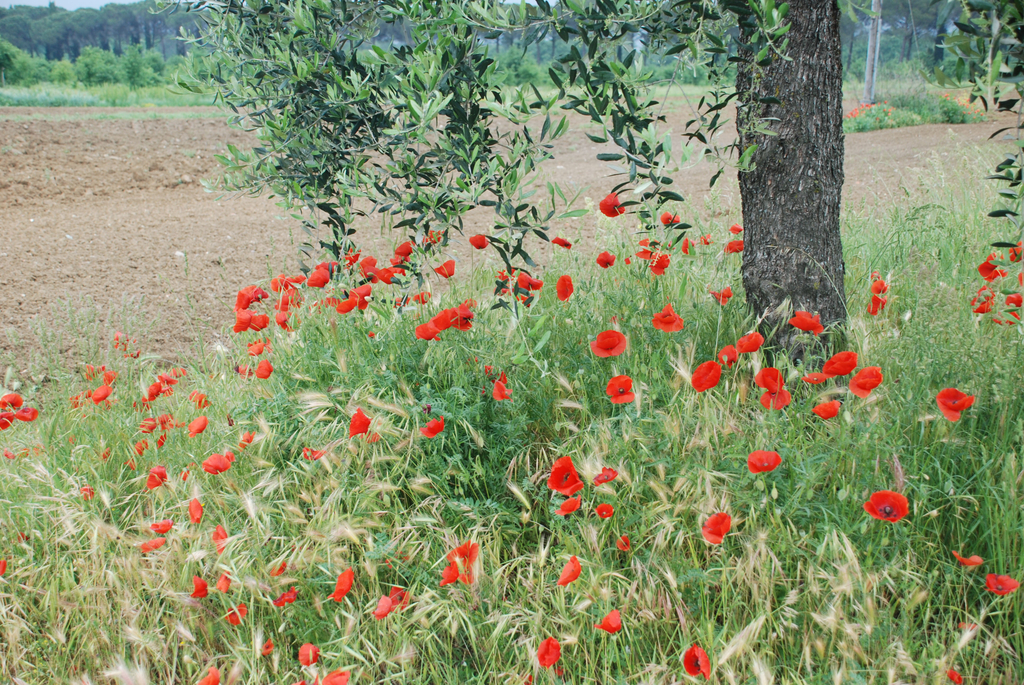 DSC_0070_jpg-1314700840