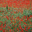 DSC_0083_jpg-1314700878