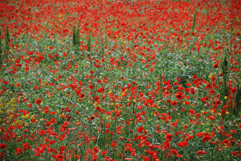 DSC_0083_jpg-1314700878