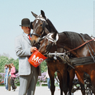 Kampagne_Eimer f__r alle_2004_2005_Fiaker _c_ B__ro X.jpg