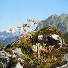 Alpe Untere Br__ggele_ Brand - 28_8_2011 100_JPG-1314741548