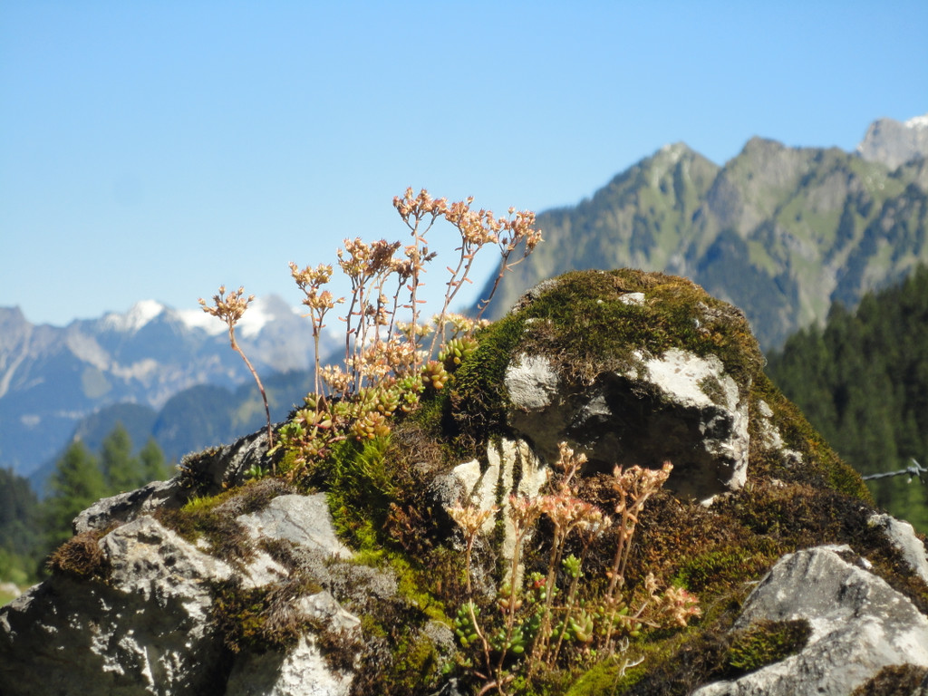 Alpe Untere Br__ggele_ Brand - 28_8_2011 100_JPG-1314741548