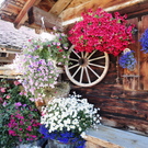 Alpe Untere Br__ggele_ Brand - 28_8_2011 151_JPG-1314742016
