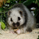 Ratten-Bewohner im Tiergarten Schönbrunn