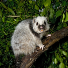 PA_Riesenborkenratte2.jpg