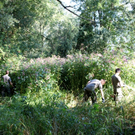 Springkraut Einsatz Militaer 17-08-2011 _3__jpg-1314898345