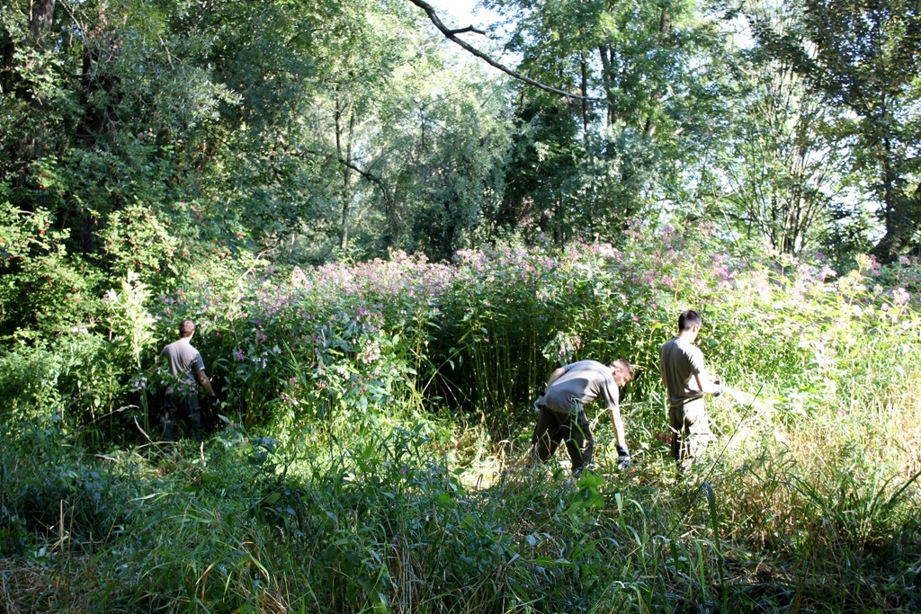 Springkraut Einsatz Militaer 17-08-2011 _3__jpg-1314898345