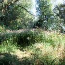 Springkraut Einsatz Militaer 17-08-2011 _6__jpg-1314898412