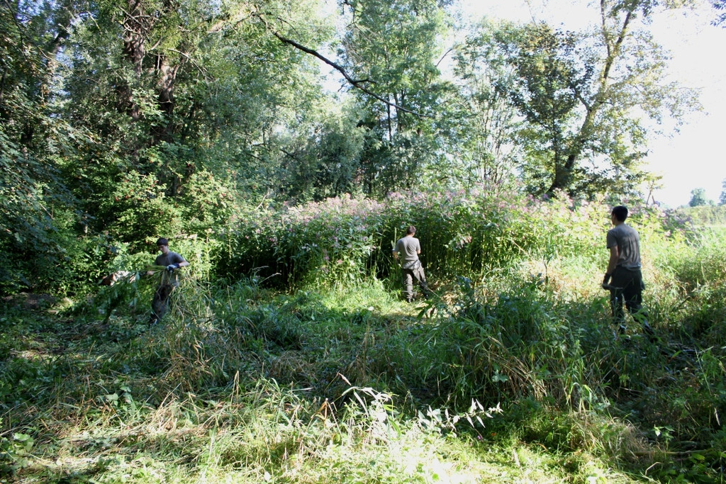 Springkraut Einsatz Militaer 17-08-2011 _7__jpg-1314898436