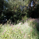 Springkraut Einsatz Militaer 17-08-2011 _8__jpg-1314898461