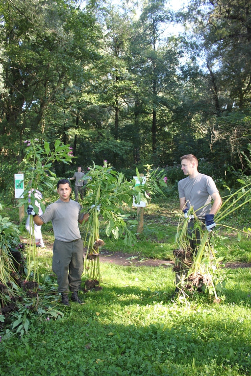 Springkraut Einsatz Militaer 17-08-2011 _12__jpg-1314898546