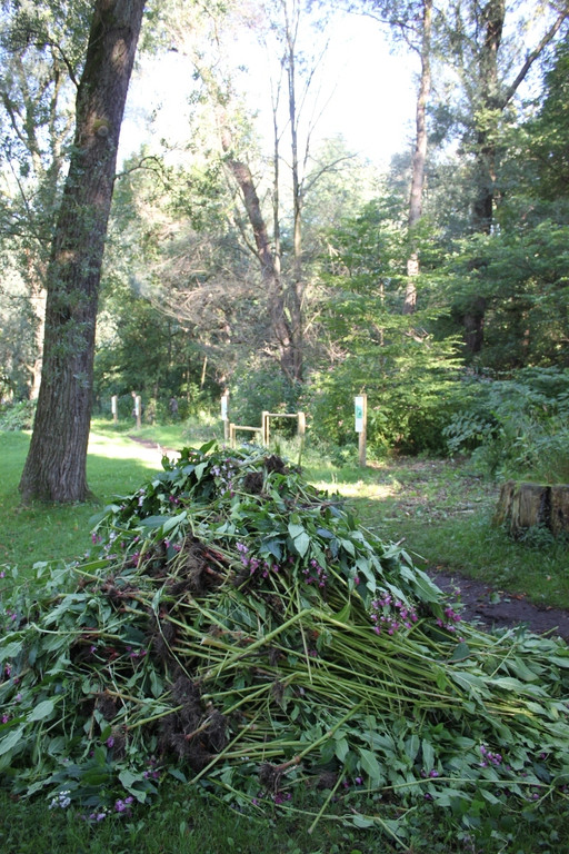 Springkraut Einsatz Militaer 17-08-2011 _10__jpg-1314898503