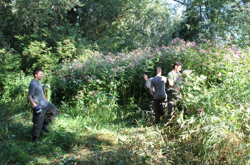 Springkraut Einsatz Militaer 17-08-2011 _28__jpg-1314898901
