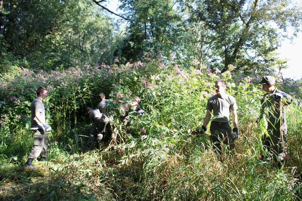 Springkraut Einsatz Militaer 17-08-2011 _29__jpg-1314898925